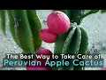 The Best Way to Take Care of a Peruvian Apple Cactus