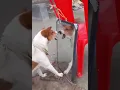 Download Lagu efek  suara anjing  polisi militer-  efek  gonggongan anjing  |sound effect suara anjing #Shorts