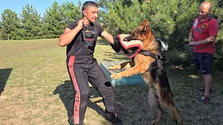 🔥Wow! Super! German Shepherd training. Odessa 2026