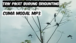 Download cara pikat burung srigunting menggunakan mp3 MP3