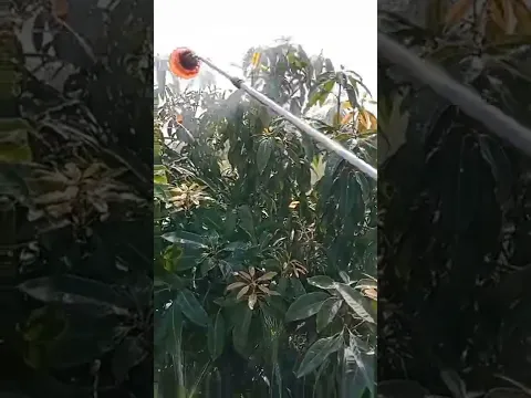 Applying of Pesticides on Mango plant