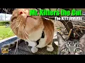 Download Lagu Mr. Kitters the Cat presents The Kitterverse! in Spend the Day with Me! 📣🐈 Season 2 Episode 35