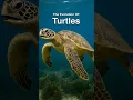 The Evolution of Turtles 🐢