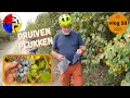 DRUIVEN PLUKKEN (vlog 58 / ES / 2025)