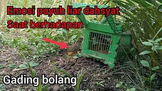 Download Emosi puyuh liar dahsyat‼️saat berhadapan(bird trap) MP3