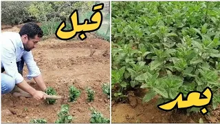 أسهل وأسرع طريقة لغرس النعناع بدون جذور لن تشتريه منذ اليوم ممكن إنجازها في حديقة البيت 
