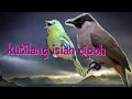 kutilang isian sirpu cipoh
