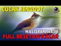Download Lagu Cucak Jenggot Gacor Full Besetan Kasar Bikin lawan Ciut Nyali | Masteran Wajib Burung Lomba