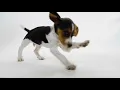 Amarillo Fetch