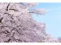 Download Lagu SAKURA - いきものがかり (Ikimonogakari)(カヴァー)