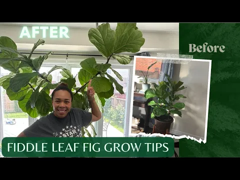 Download MP3 GROW A MASSIVE FIDDLE LEAF FIG HOUSEPLANT - HERE’S HOW | 2023 Plant Care Tips, Watering & More