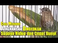 PERAWATAN BURUNG JONGKANGAN BAHAN SUPAYA CEPAT BUNYI || CARA MERAWAT BURUNG JONGKANGAN OMBYOKAN