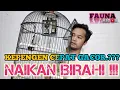 Lagu CARA MENAIKAN BIRAHI BURUNG KAPASAN KEMIRI AGAR CEPAT GACOR