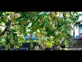 Captainwinger s tropical fruit tree collection Apollo Beach Fl location