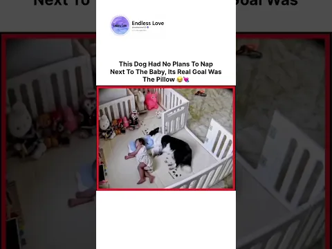 This Dog Had No Plans To NapNext To The Baby, Its Real Goal WasThe Pillow 😂❤️