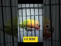 Download Lagu LOVEBIRD ISIAN CILILIN || GURIH @thevoivemastering#short