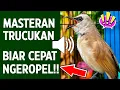 Download Lagu Pancingan trucukan gacor ngalas tarung ropel paling bagus untuk pancingan trucukan agar bunyi nyaut