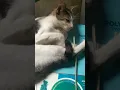 Download Lagu kucing jilat mandi sendiri