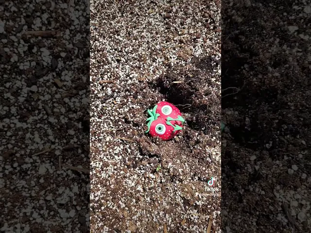 Cute Lil' Strawberry Guy video thumbnail