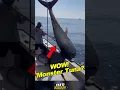 Download Lagu Deze gigantische tonijn liet bijna de boot zinken voordat hij creatief werd! #shortsfeed #grappig