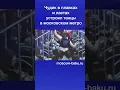 Lagu Чудик в плавках и ластах устроил танцы в московском метро