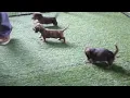 Mini Dachshund Puppies For Sale