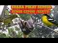 Download Lagu Pikat CIPOH /sirtu paling ampuh ,untuk semua jenis sirtu