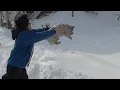 throwing dog in snow