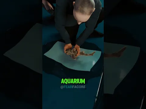 They Stole a Shark From an Aquarium 😳🦈