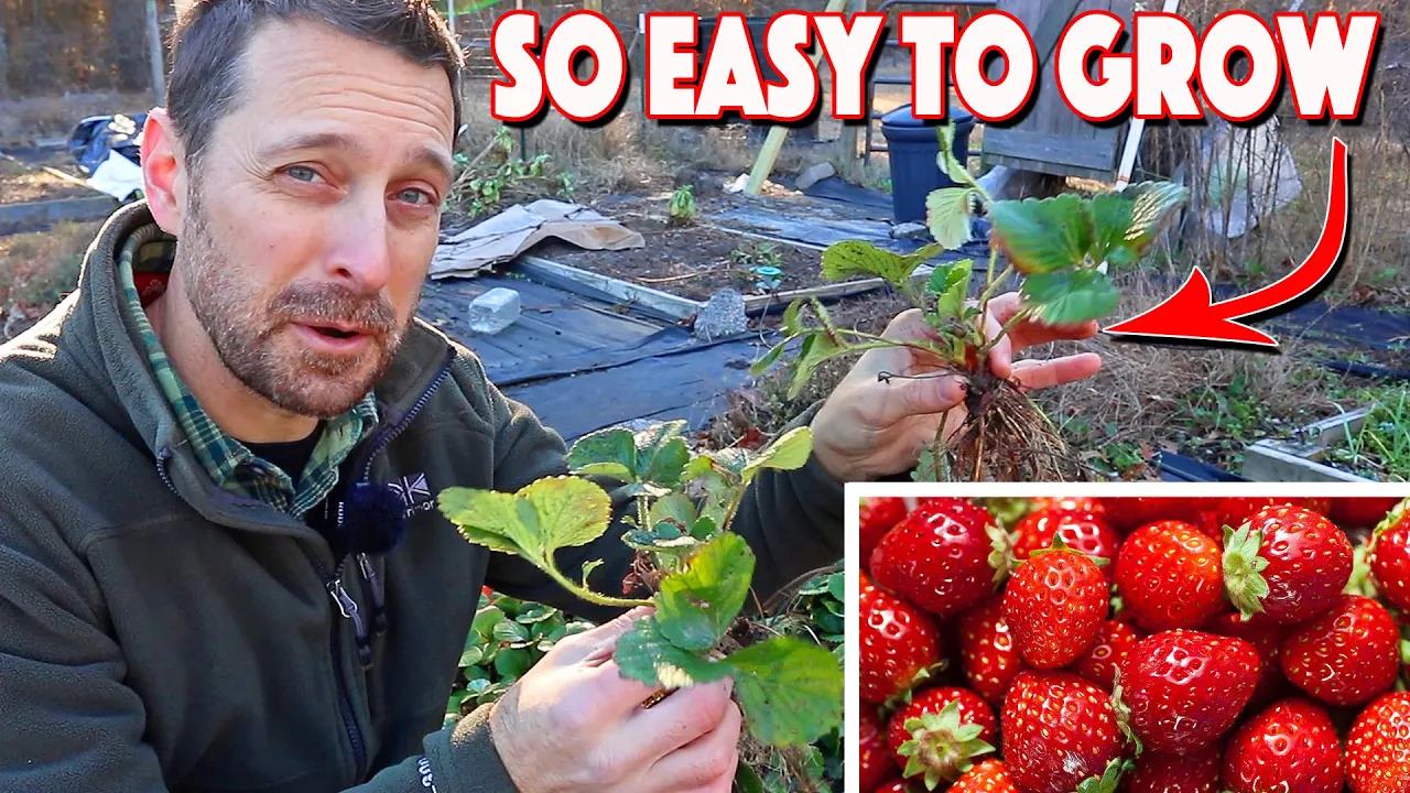 Growing Strawberries At Home Is Easy! Complete Growing Guide!