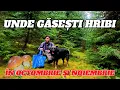 Download Lagu UZI ȘI ÎNGHEȚAȚI DUPĂ HRIBI 🍄 TOAMNA RECE ÎN MUNȚII APUSENI | EP. 61