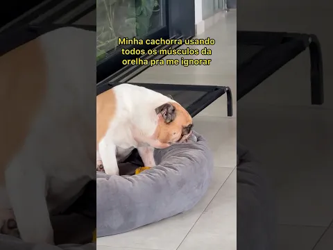 ANOS DE EVOLUÇÃO PRA TER O SENTIDO MAIS AGUÇADO DO MUNDO… APENAS PRA IGNORAR 🤣