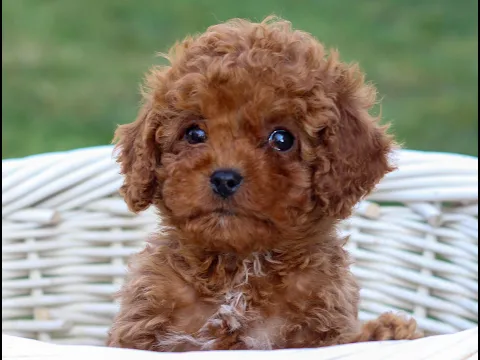 Download MP3 Cavapoo Puppies for Sale