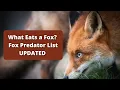 What Eats A Fox UPDATED List of Fox Predators