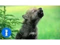 Lagu Baby Wolf Pups Howling - CUTEST Compilation
