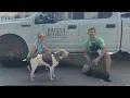 Woof woof Take an inside look into this hotel for dogs in Our Town Forsyth