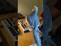 Download Lagu Little Cockatiel sings to the beat #parrot #bird #pet #cockatiel #cute
