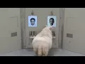 Video di Sheep can recognise human faces from photographs