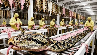 Inside The Snake Leather Factory From Raw Snake Farm To Luxury Jacket Full Process 