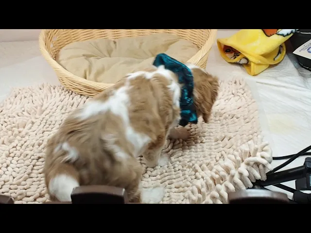 動画