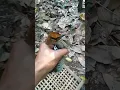 Download Lagu ALHAMDULILAH DAPET BURUNG PAOK.HASIL TUNGKEB..