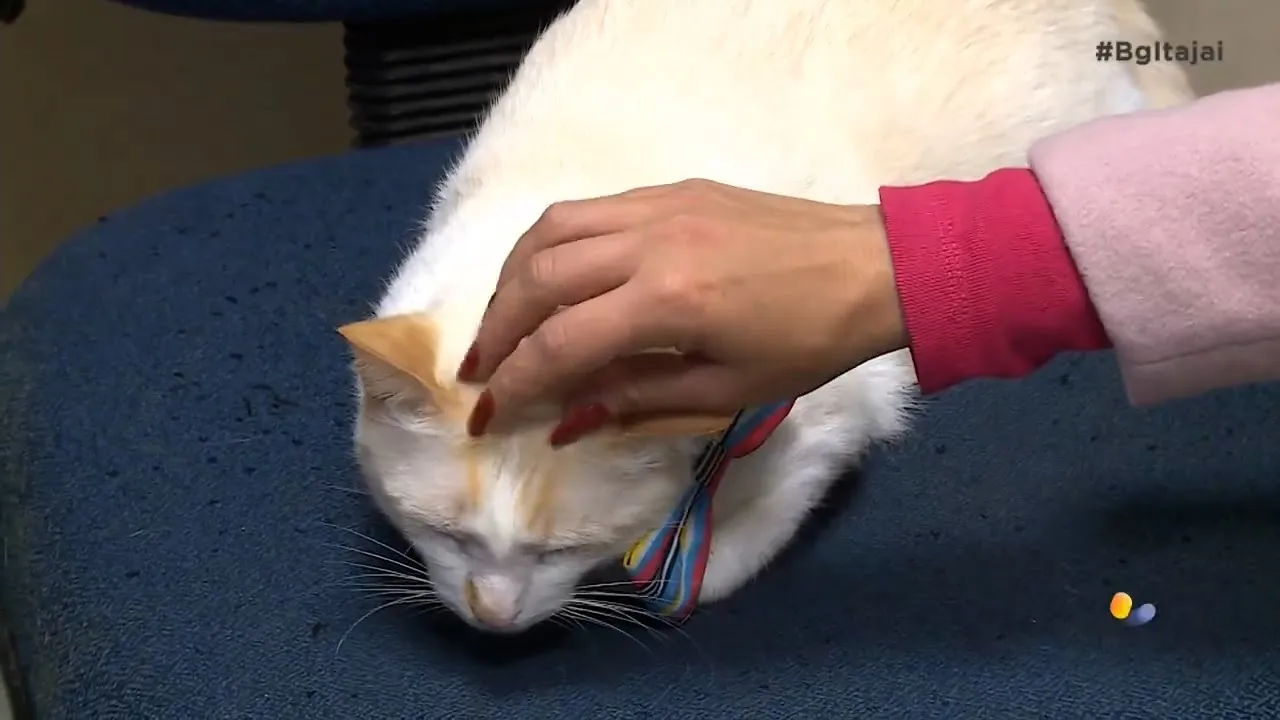 Gato abandonado é adotado e vira estagiário na procuradoria do estado em Itajaí