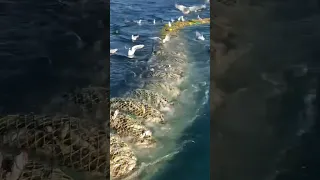 صيد سمك كبير بشبكة جر عملاقة Fishing 