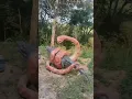 Lagu OMG 😱 #shorts #crocodile #snake