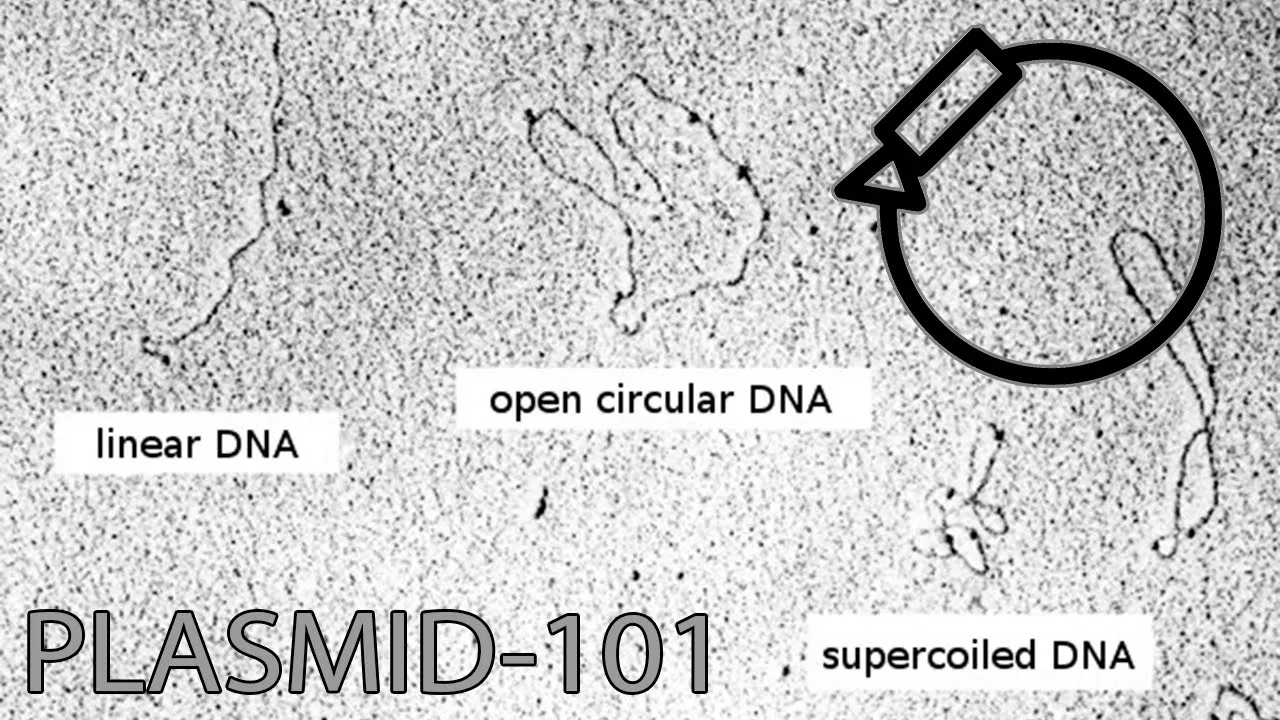 Introduction To Plasmid DNA [Plasmid-101]