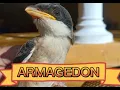 Download Lagu Masteran Burung Armagedon Ngeri Cocok Untuk Cendet Dari Lolohan.