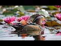 Waterside Flower Garden 2 🌸 3 Hours Relaxing Piano & Birdsong for Deep Sleep & Calm (2026)