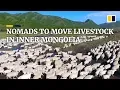 How China s nomadic herdsmen move their livestock in summer