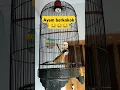 Download Lagu Cendet isian ayam berkokok 🐣🐤🐣🐤