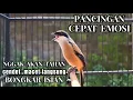 Lagu ocehan cendet gacor PAGI-PAGI !! paling EFEKTIF buat PANCINGAN burung cendet macet !! langsung ISIAN